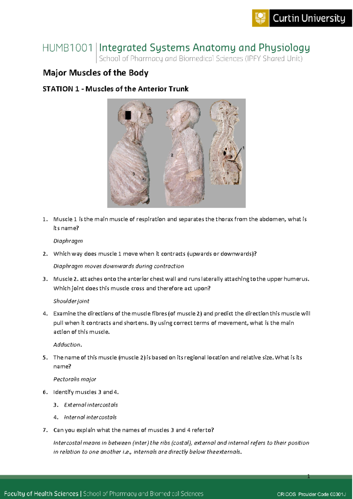 Module 3 Major Muscles of the Body Answers Major Muscles of the Body