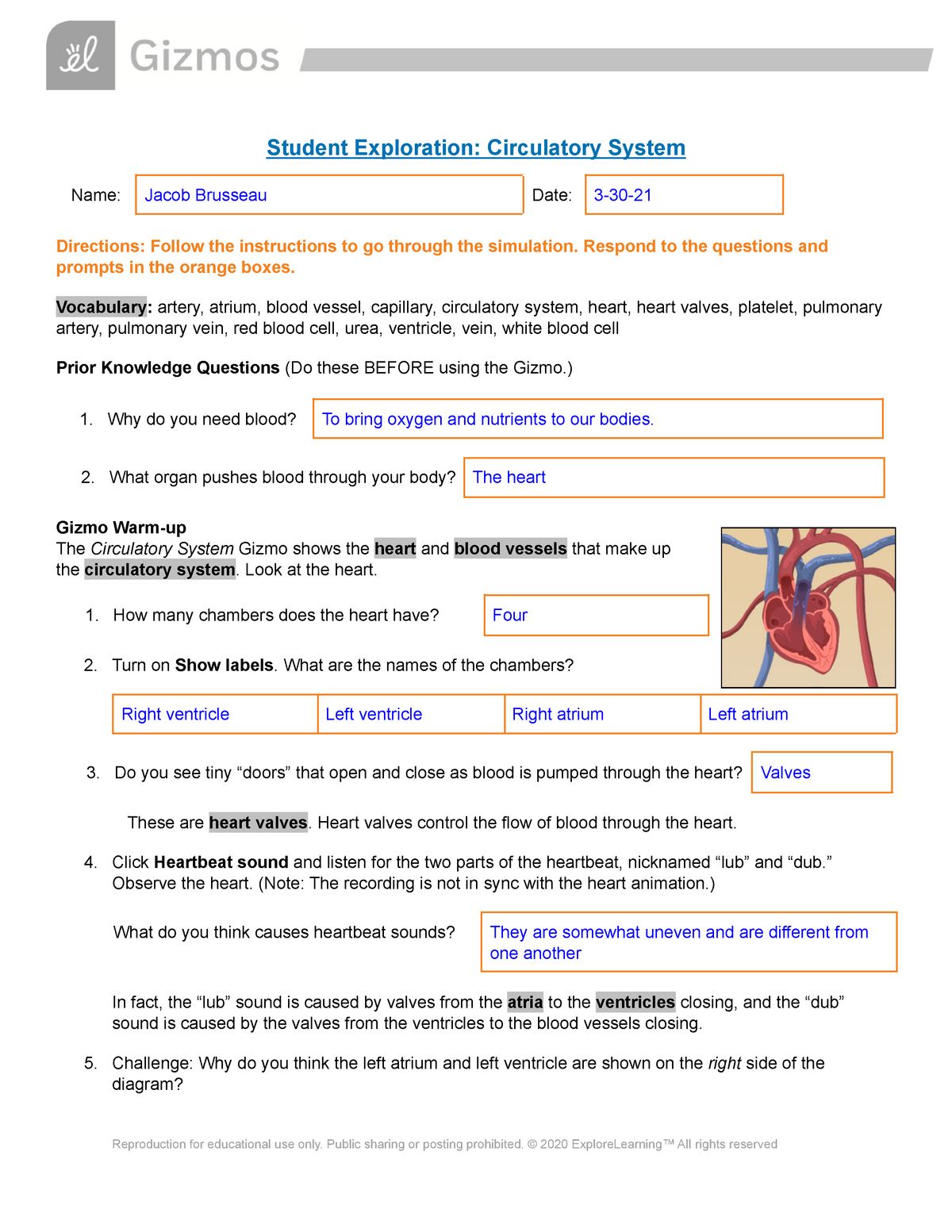 The Circulatory System Worksheet Answers