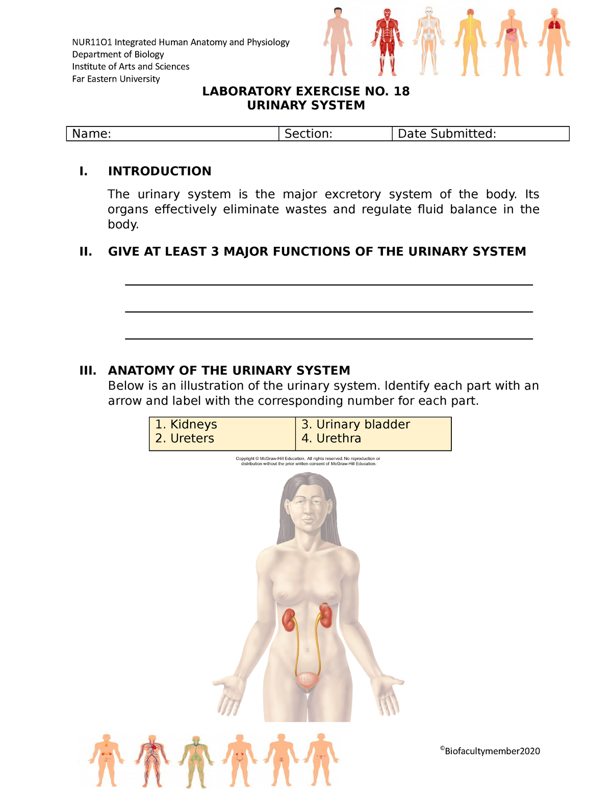 lab assignment urinary system