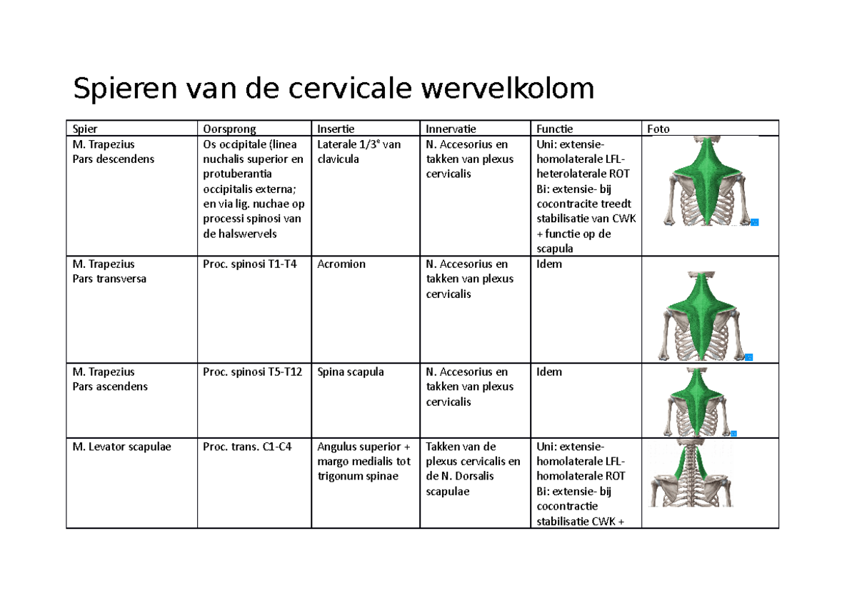 spieren-van-de-cervicale-wervelkolom-spieren-van-de-cervicale