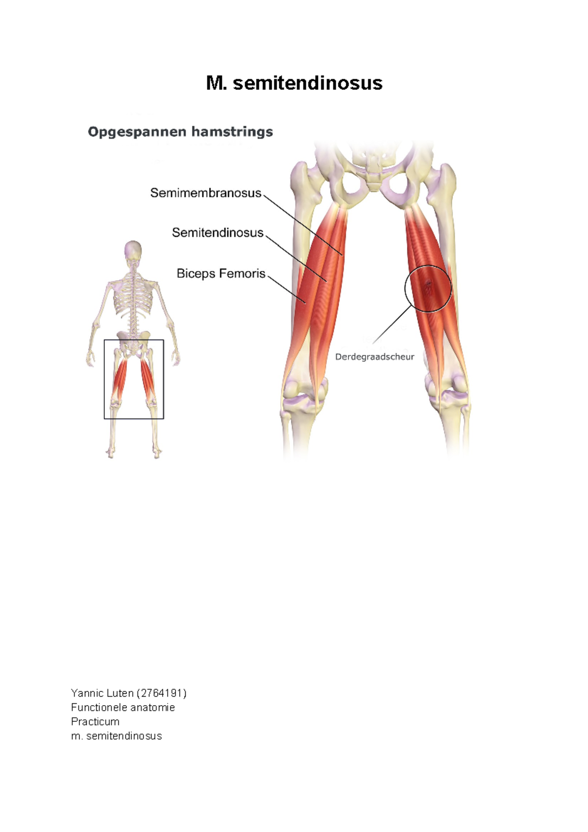 Practicum 4 - M. Semitendinosus Yannic Luten (2764191) Functionele ...