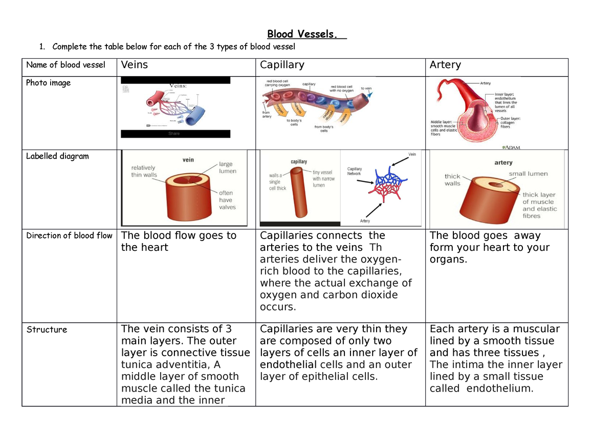 blood-vessels-1-complete-the-table-below-for-each-of-the-3-types-of