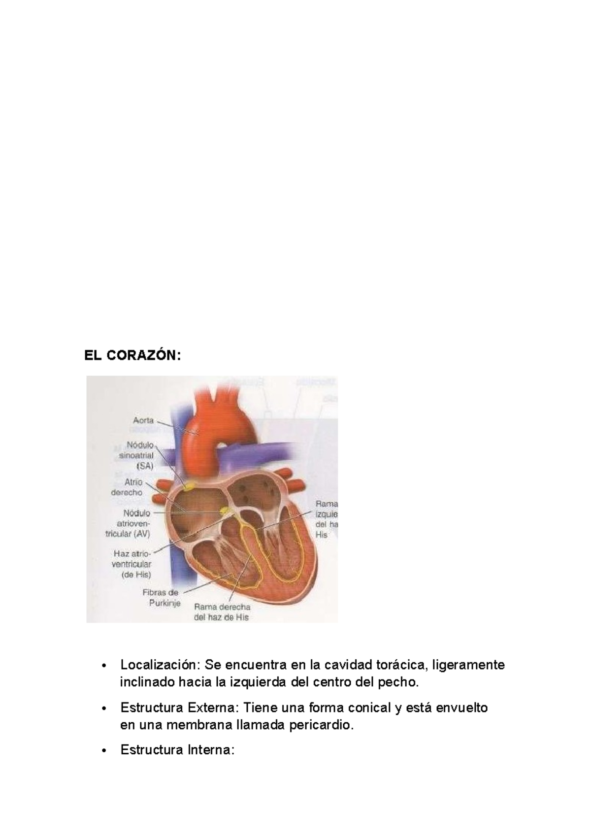 TEMA EL Corazon - EL CORAZÓN: Localización: Se encuentra en la cavidad ...