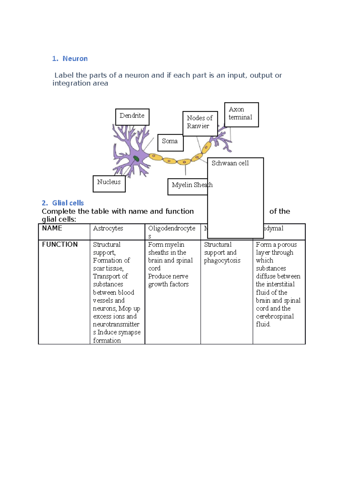 PASS Worksheets Semester 2 and other notes - 1. Neuron Label the parts ...