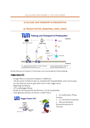 Zusammenfassung Genetik - Zelluläre Biochemie 1 (LV0156+LV0157 ...