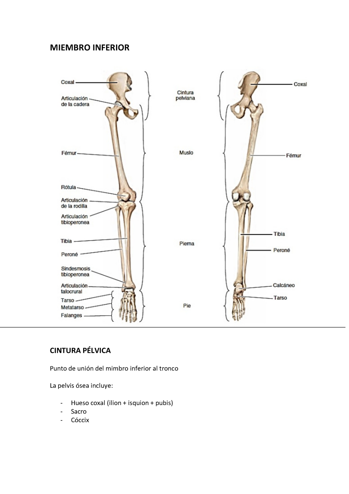 Miembro Inferior Apuntes 1 Warning Tt Undefined Function 32