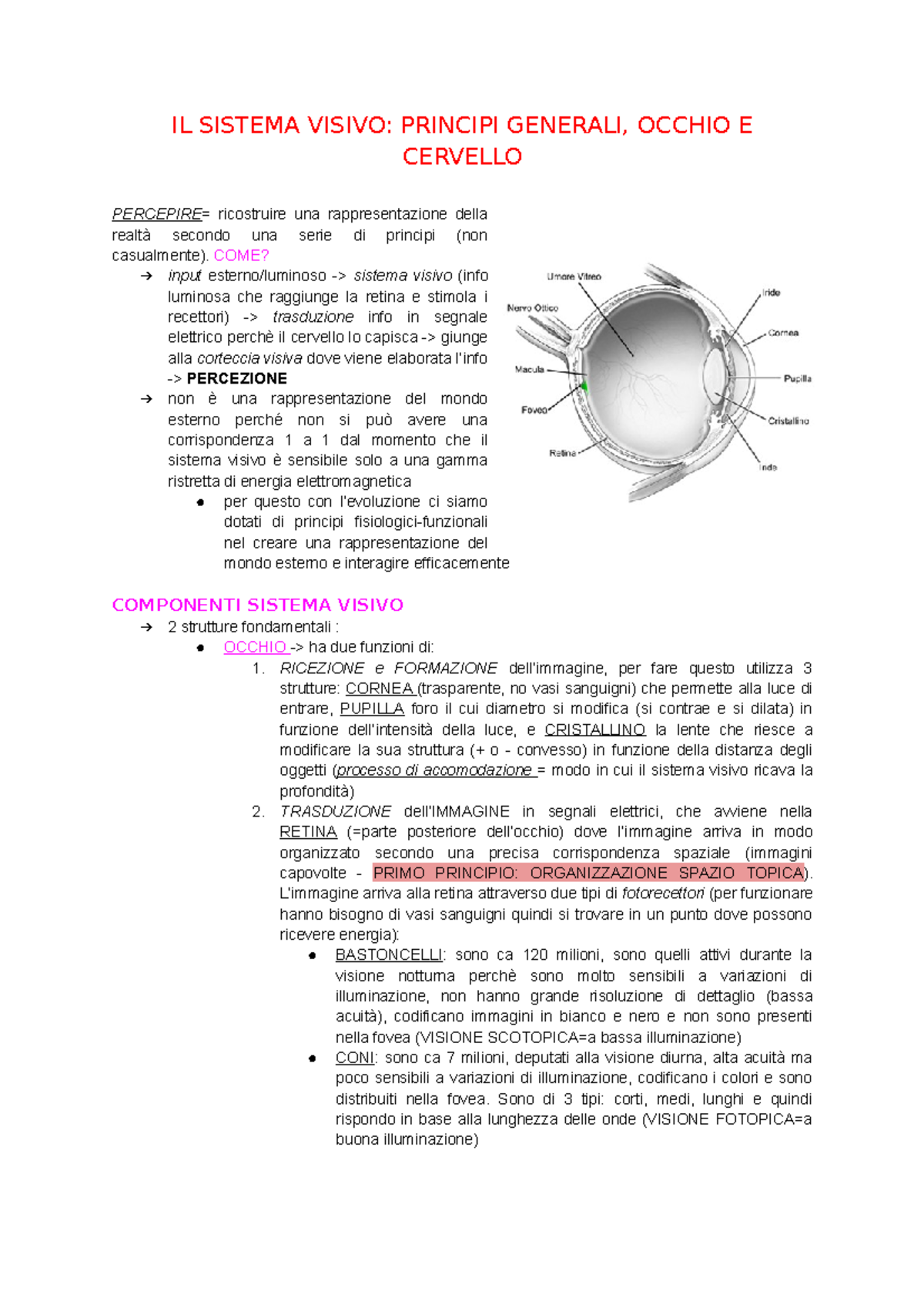 L2 IL Sistema Visivo Principi Generali, Occhio E Cervello - IL SISTEMA ...