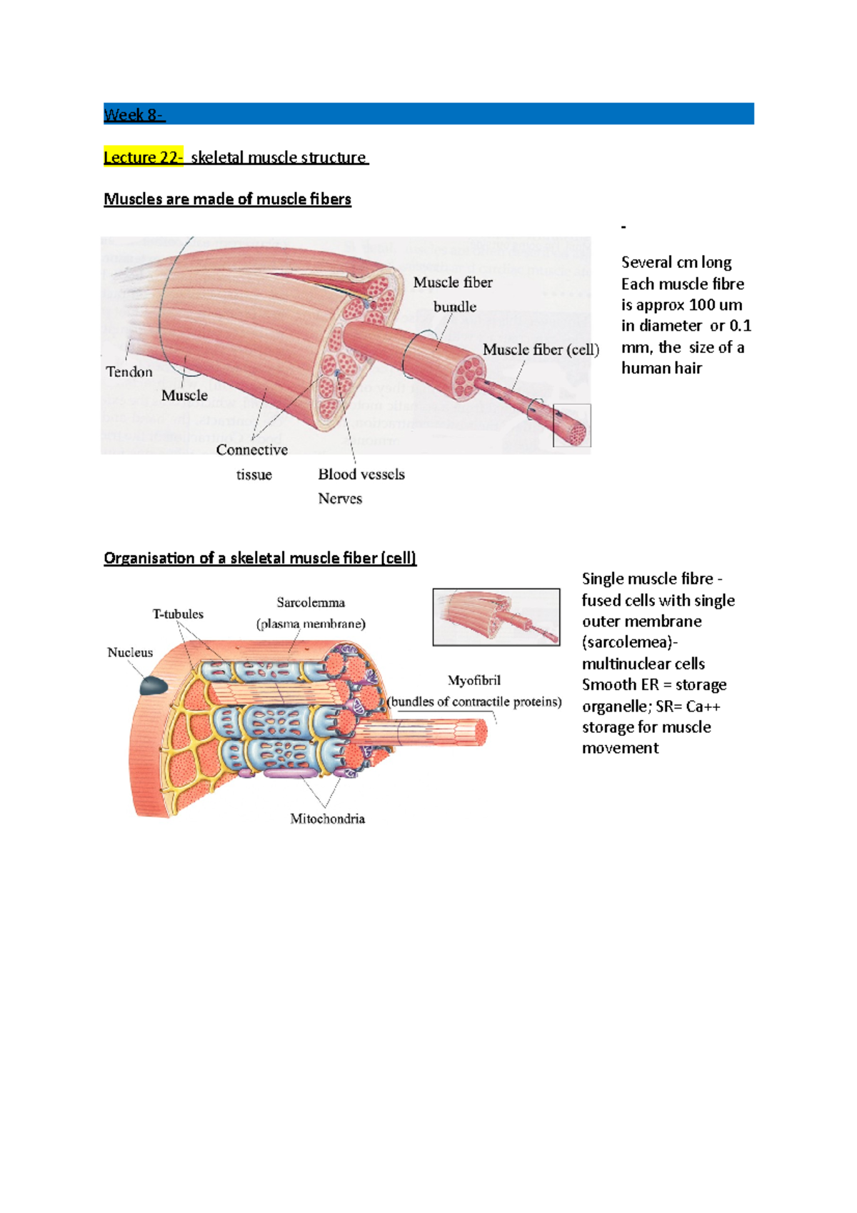 Week 8 - Lecture notes week 8 - Week 8- Lecture 22- skeletal muscle ...