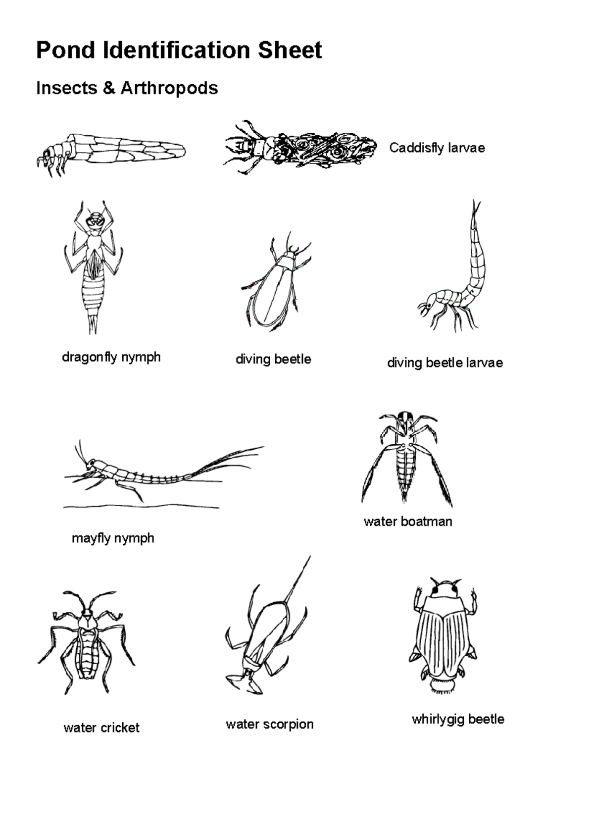 Pond Identification Sheet - Pond Identification Sheet Insects ...