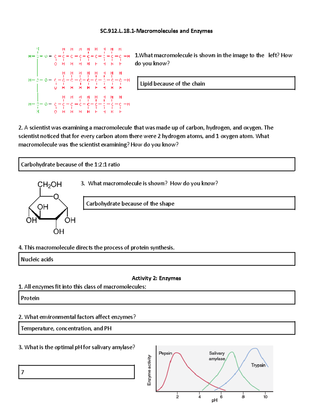 Group 1 Macromolecules and Enzymes - Studocu