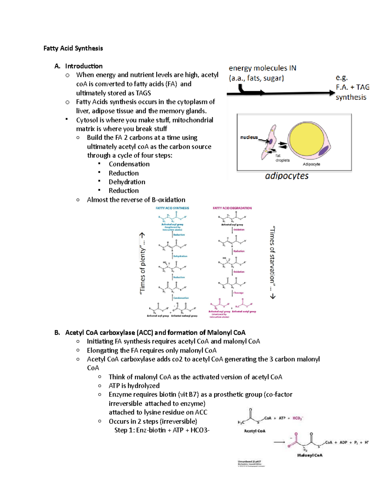 Fatty Acid Synthesis Dr. Michael J. Krisinger UBC Biochemistry Fatty Acid Synthesis A