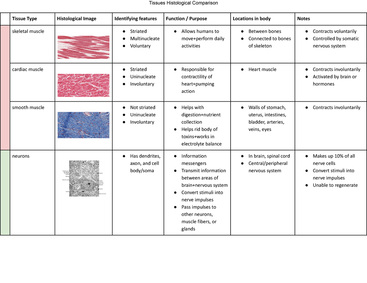 Tissue Type Identification and Histology - Maria Cymbalyuk - Tissues ...