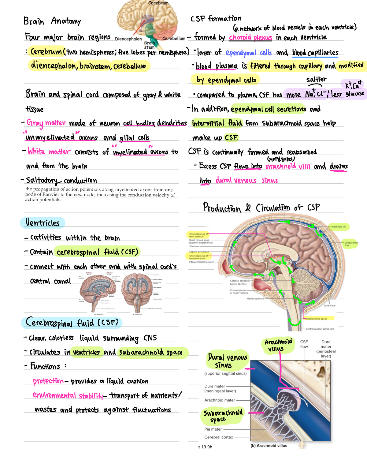 Exam 1 - CNS Lecture notes - Brain anatomy, functions, ANS (para ...