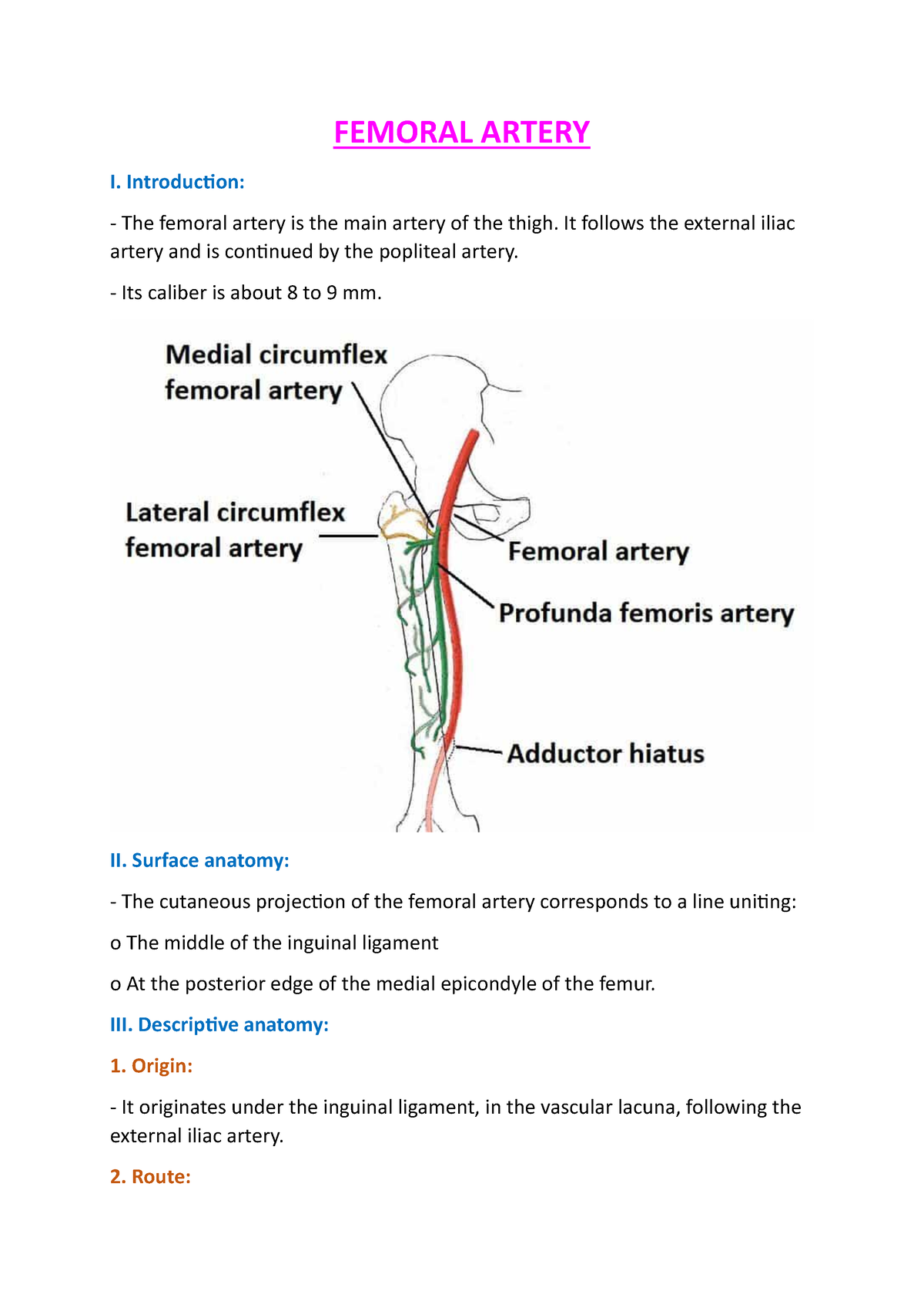 Femoral Artery And Its Branches