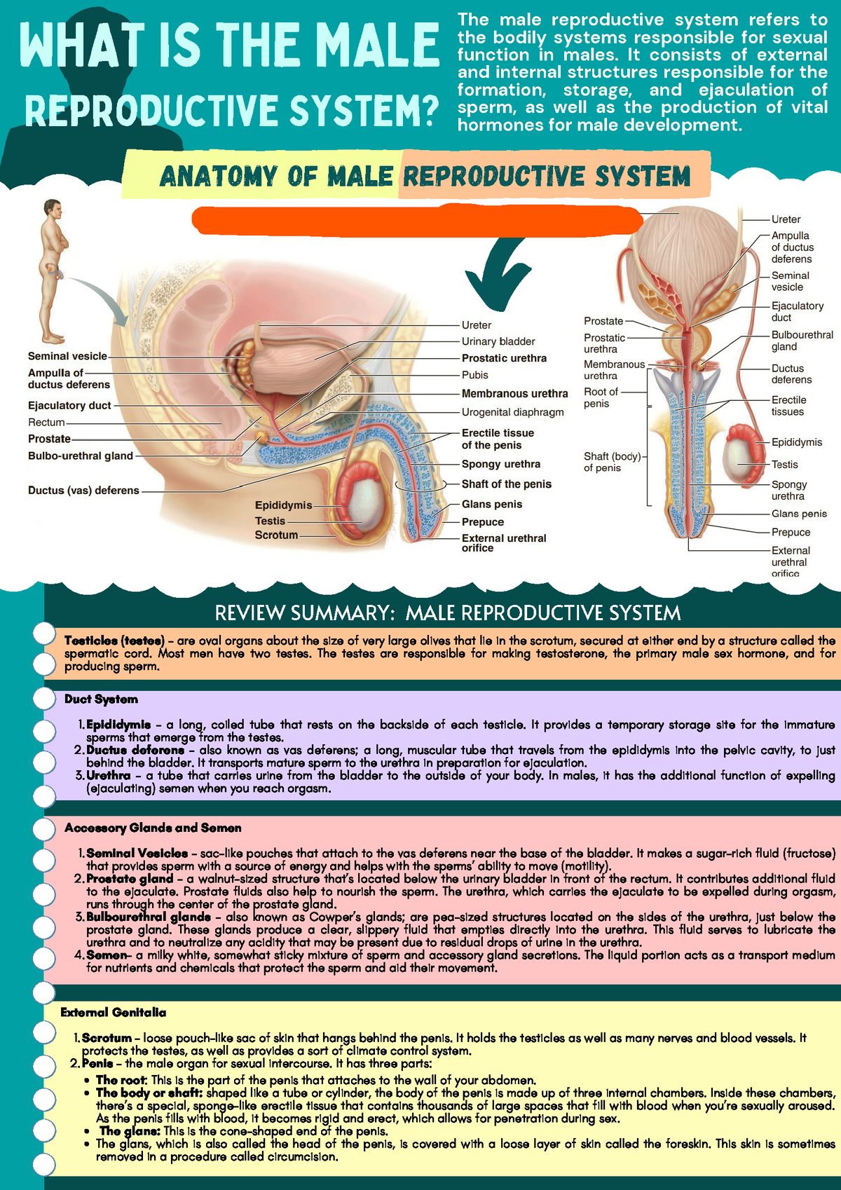 Male-Female Reproductive System Review Summary - Anatomy of Male ...