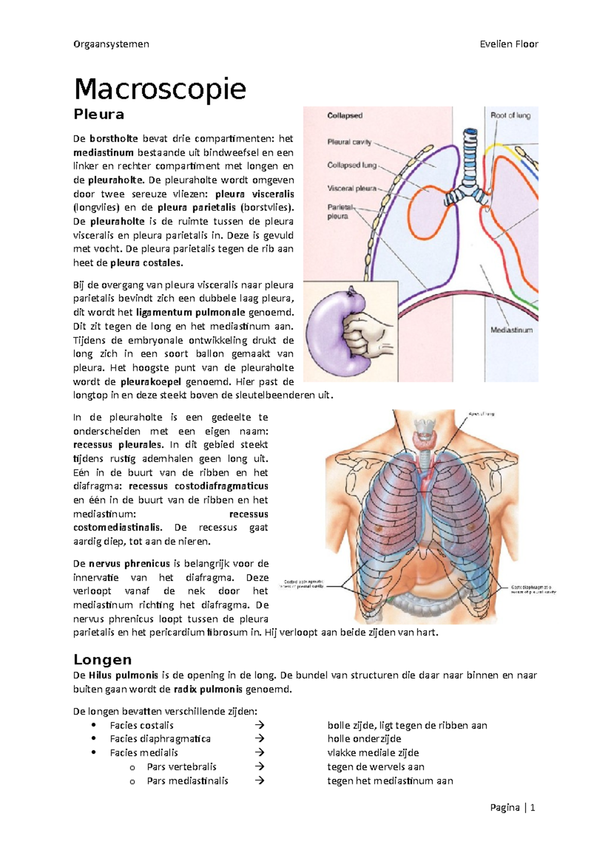 De longen Orgaansystemen Evelien Floor Macroscopie
