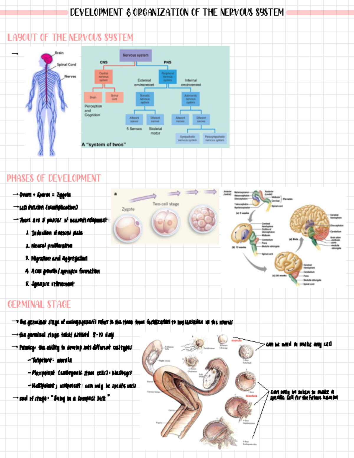 Development and Organization of the Nervous System - Deprecated API ...