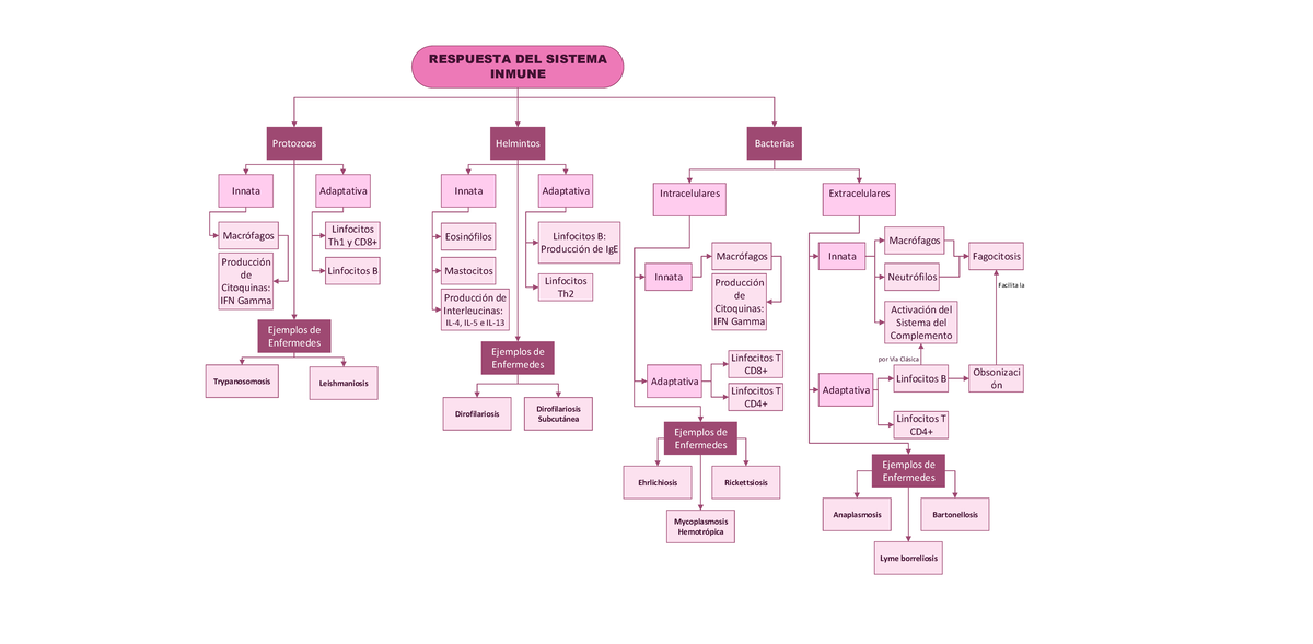 Diagrama Inmunología - RESPUESTA DEL SISTEMA INMUNE Protozoos Helmintos ...