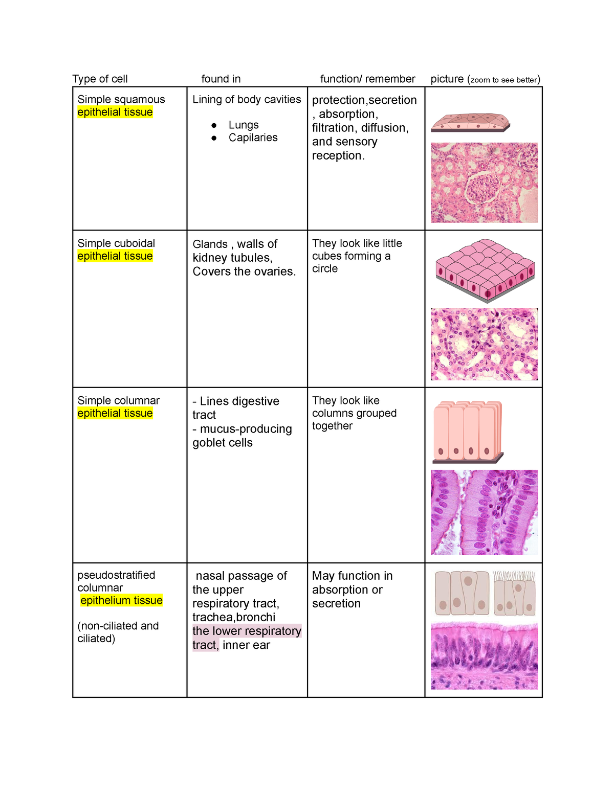 Histology - Anatomy review - Type of cell found in function/ remember ...