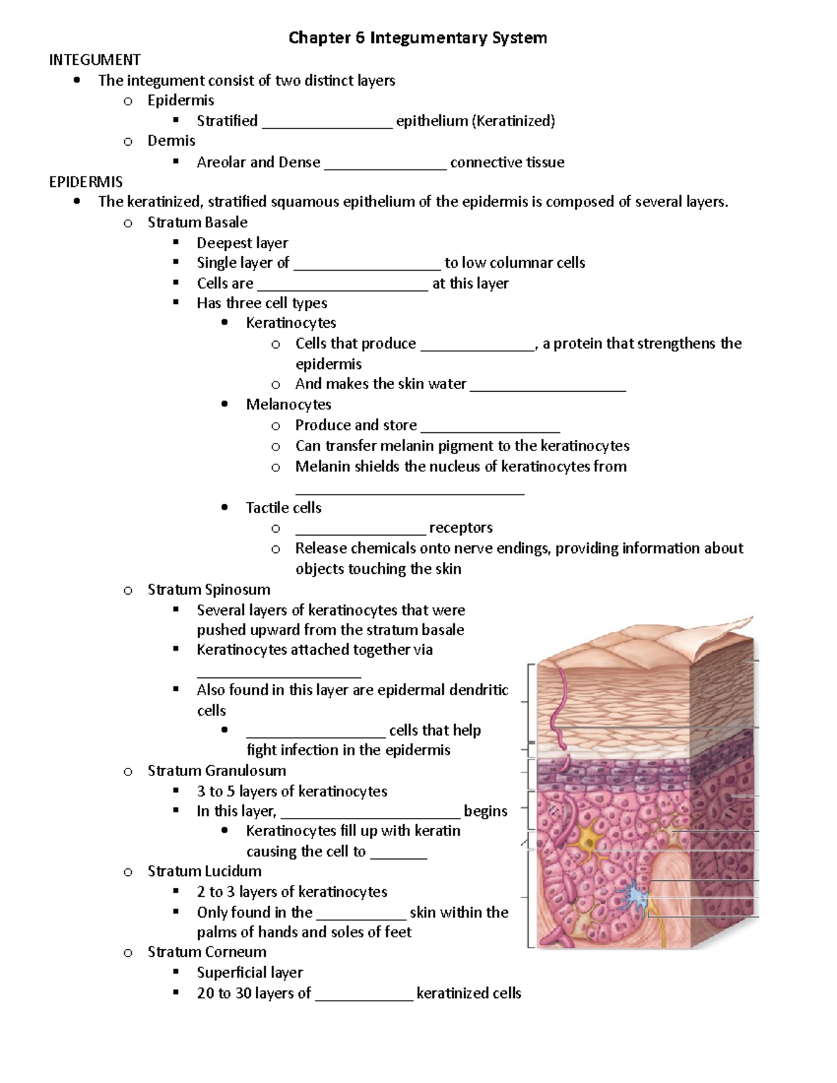 Chapter 6 Blank - Notes - Integument The Integument Consist Of Two 