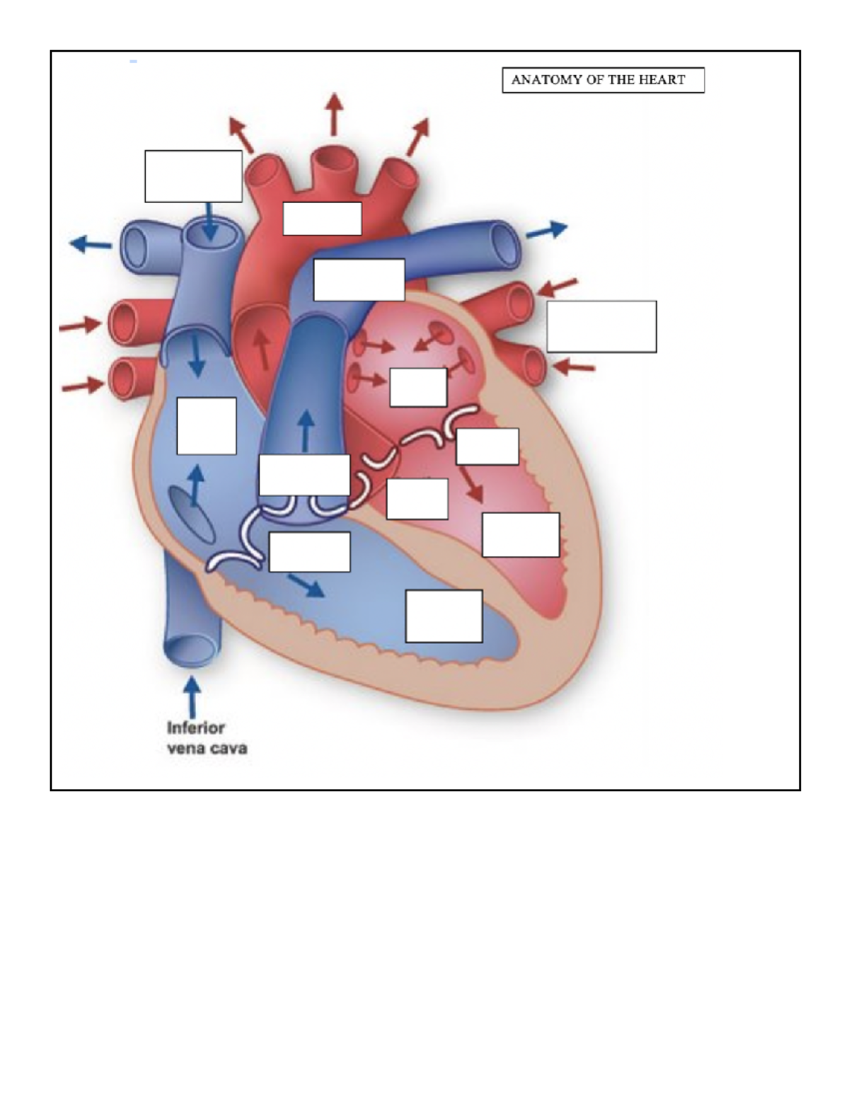 Part 3 of Circulatory System [Student Notes] - Google Docs - BIOL1000 ...