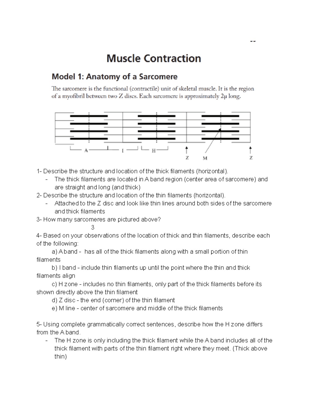 a case study in muscle contraction