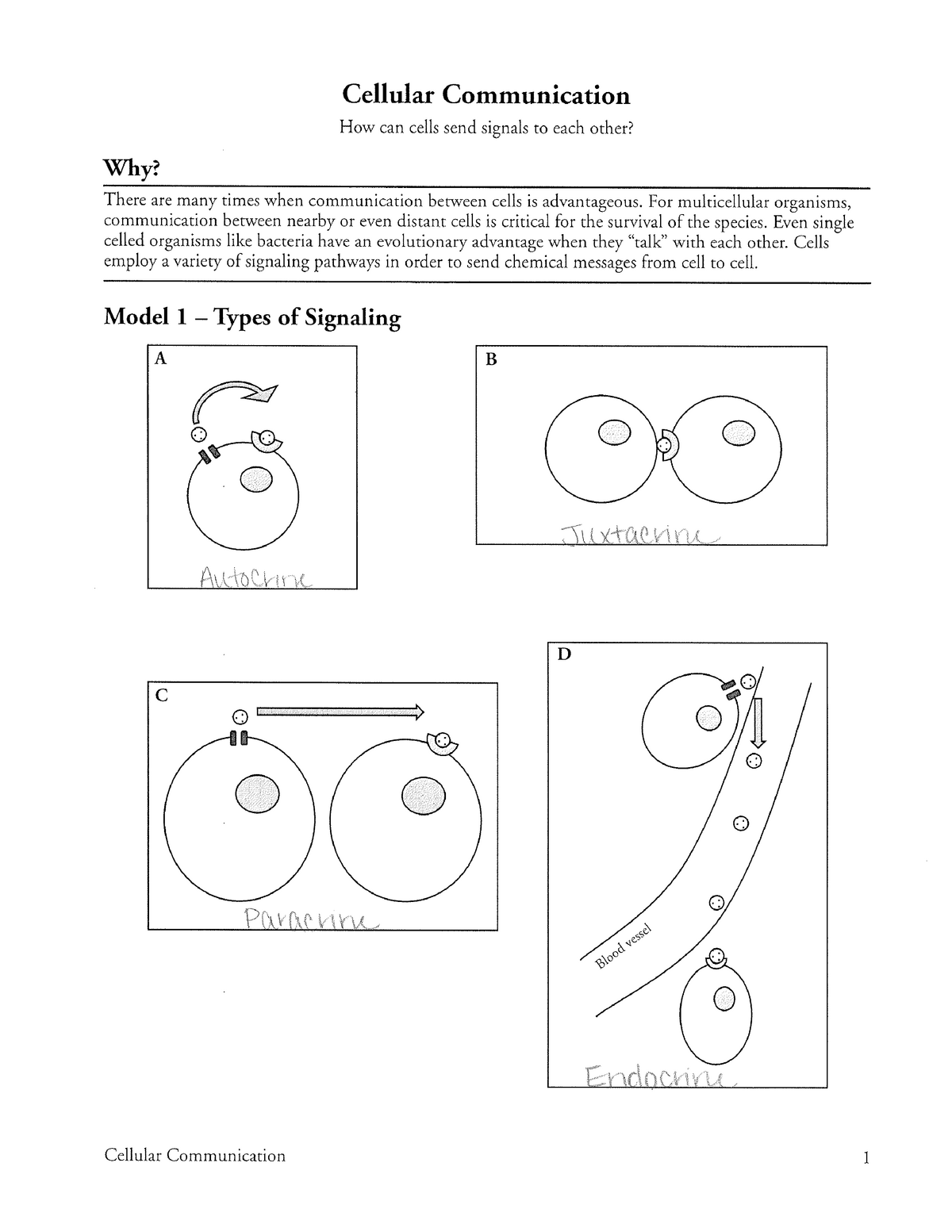 Cell Biology Pogil Answers You Re Welcome 120 355 Studocu