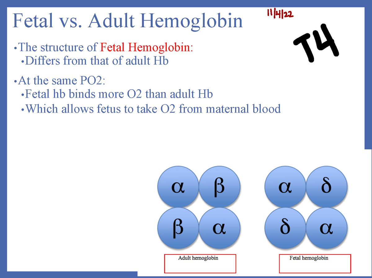 respiratory-powerpoint-5-fetal-vs-adult-hemoglobin-the-structure