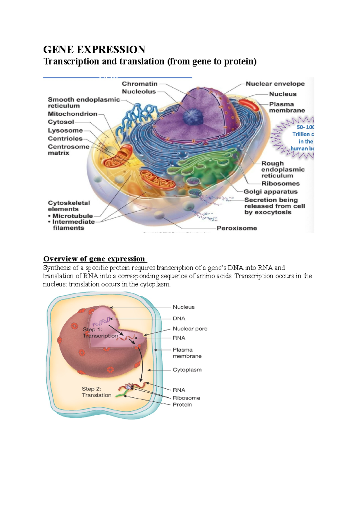2. GENE Expression - Notes helped with WA2 - GENE EXPRESSION ...