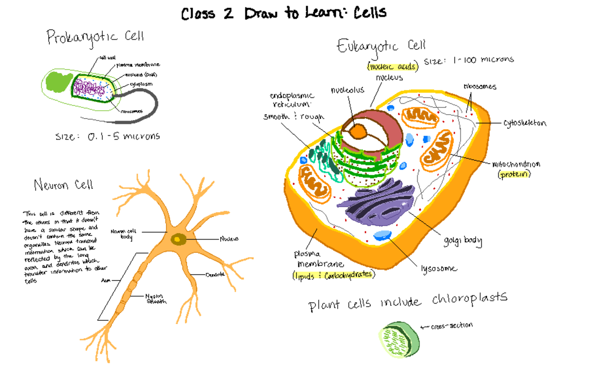 Draw To Learn 2 Cells Class 2 Draw to LearnCells Prokaryotic