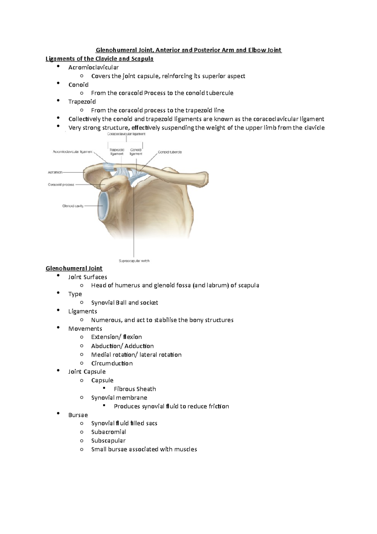 Glenohumeral Joint - Studocu