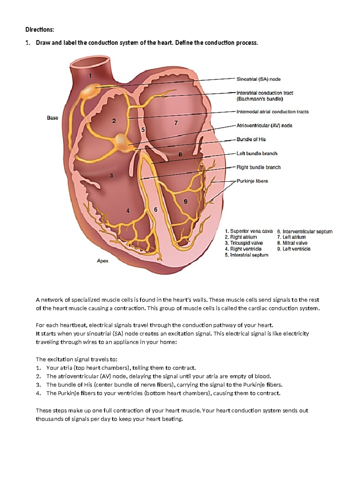 Act 4 Activity Directions Draw And Label The Conduction System Of The Heart Define The