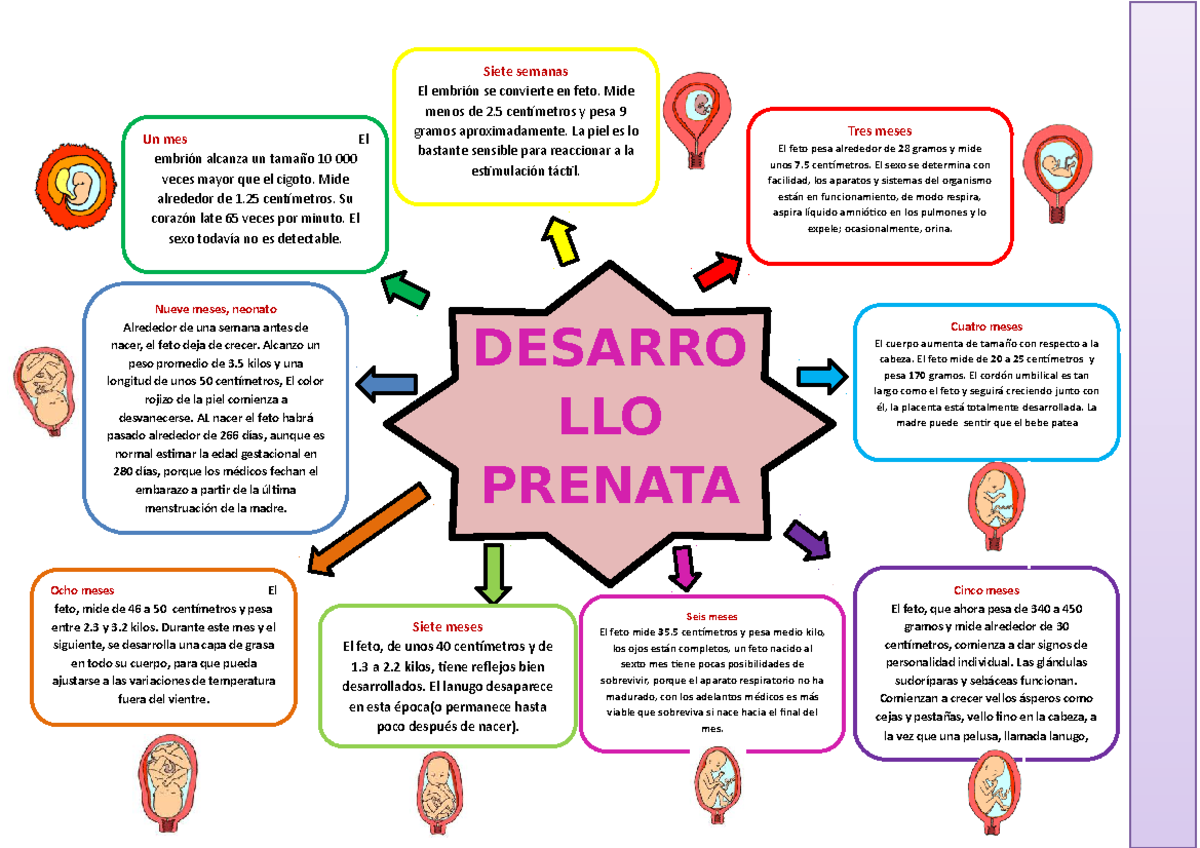 Desarrollo Prenatal - Psicología Del Desarrollo I - UTP - Studocu