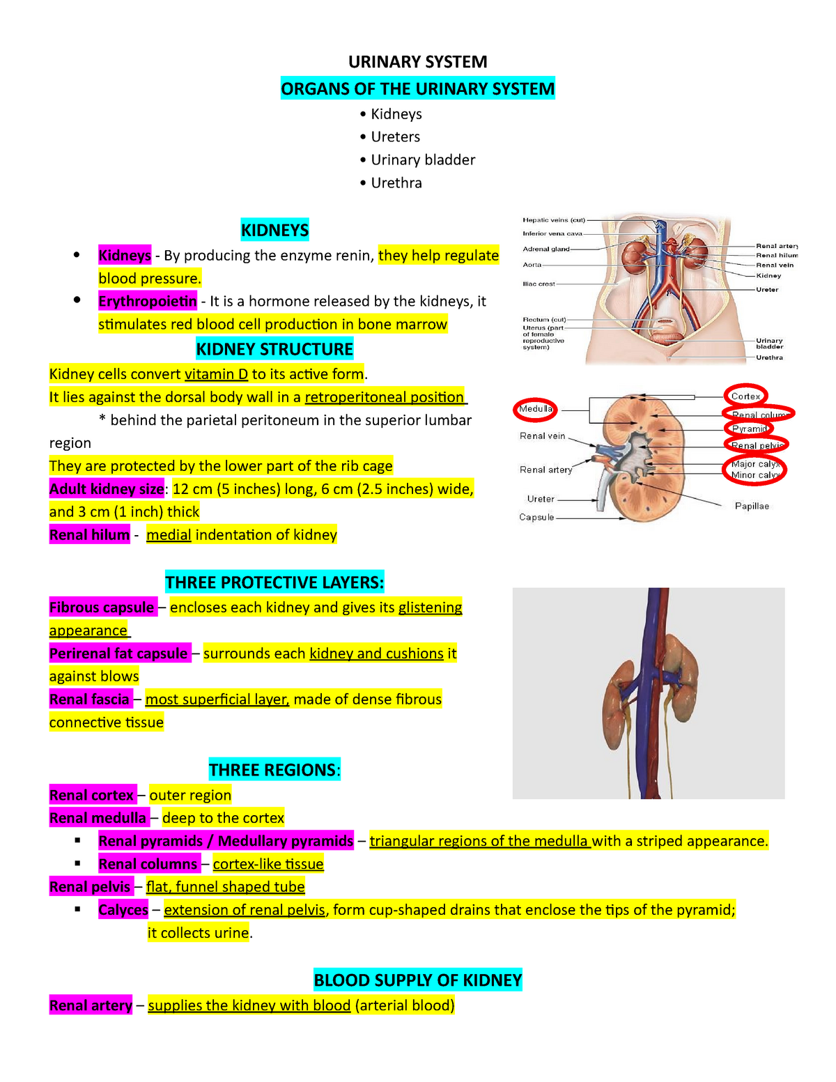 Urinary System Reviewer Finals - Human Anatomy and Physiology with ...