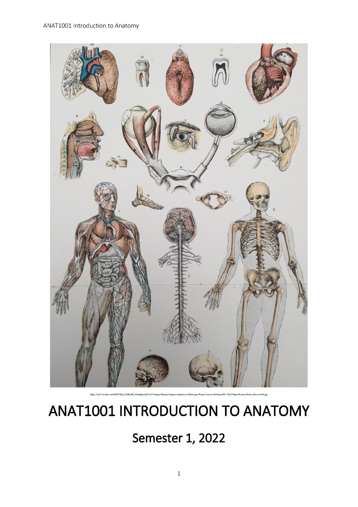 ANAT1001 Practical & Tutorial Lab Manual (Weeks 1-12) - - Studocu