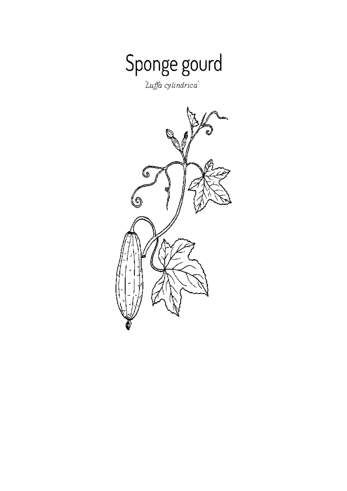 Sponge gourd Luffa cylindrica Taxonomy Kingdom Plantae Division