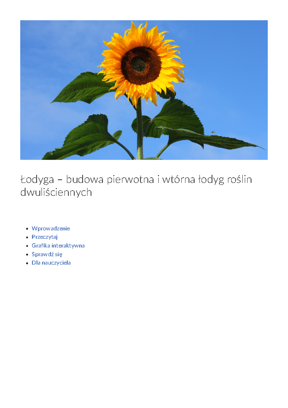 Lodyga budowa pierwotna i wtor Łodyga budowa pierwotna i wtórna