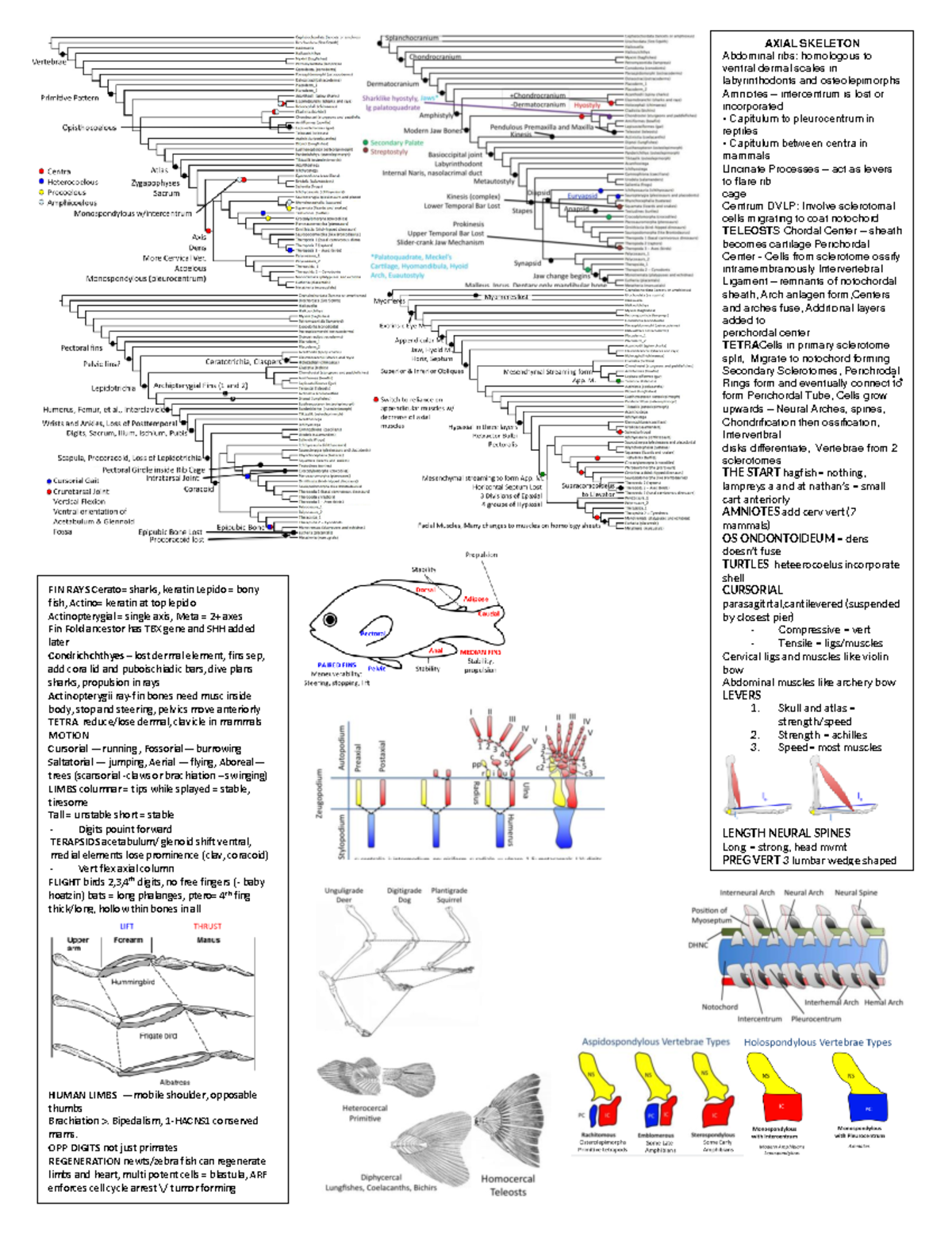 BIOL3010 Exam 2 Sheet - AXIAL SKELETON Abdominal ribs: homologous to ...