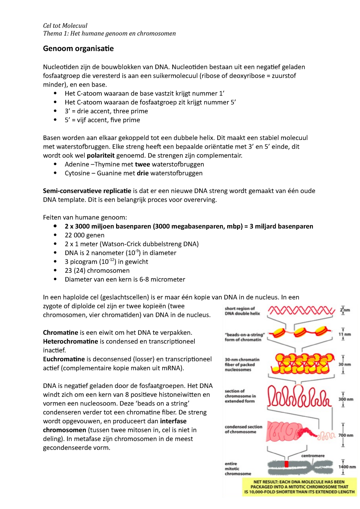 Cel Tot Molecuul Thema 1 Thema 1 Het Humane Genoom En Chromosomen