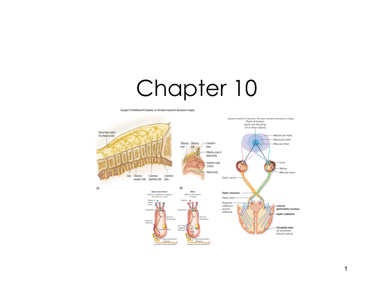 Chp 10- Sensory Physiology - Receptors And Sensations A. Sensory ...