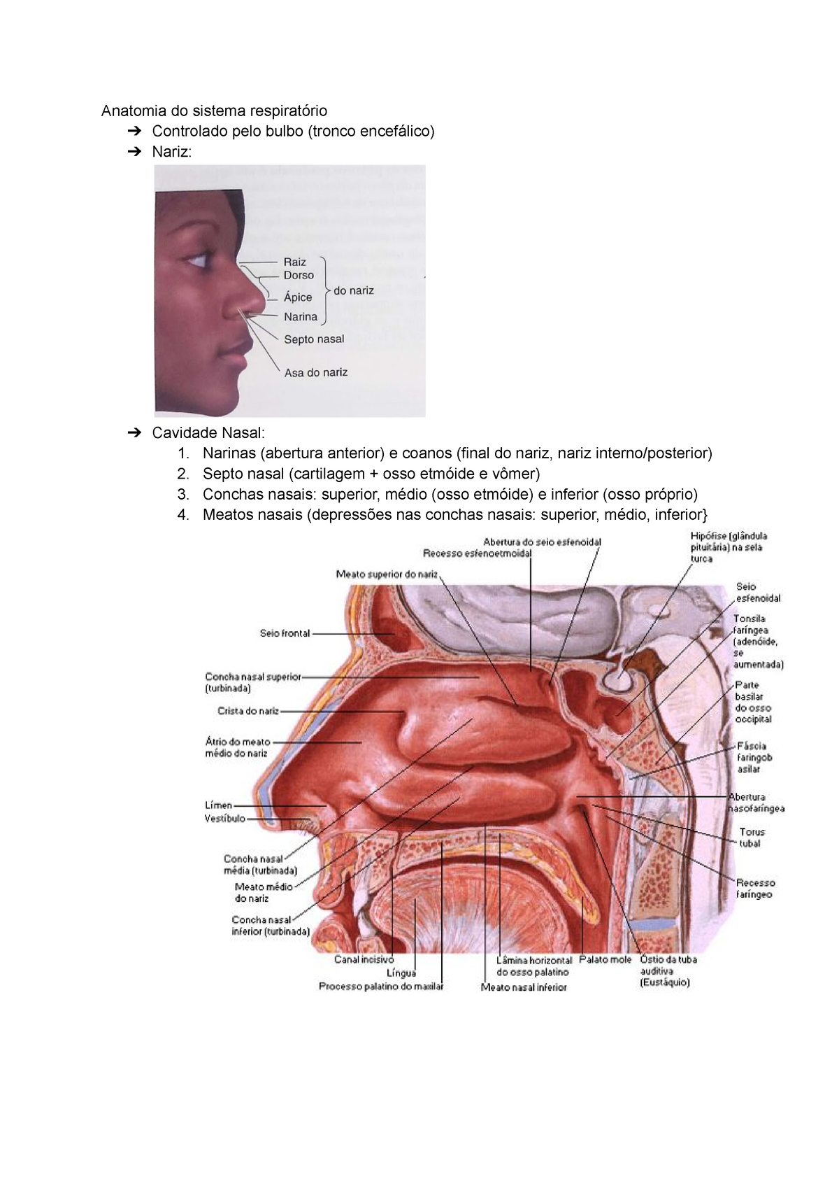 anatomia das conchas nasais