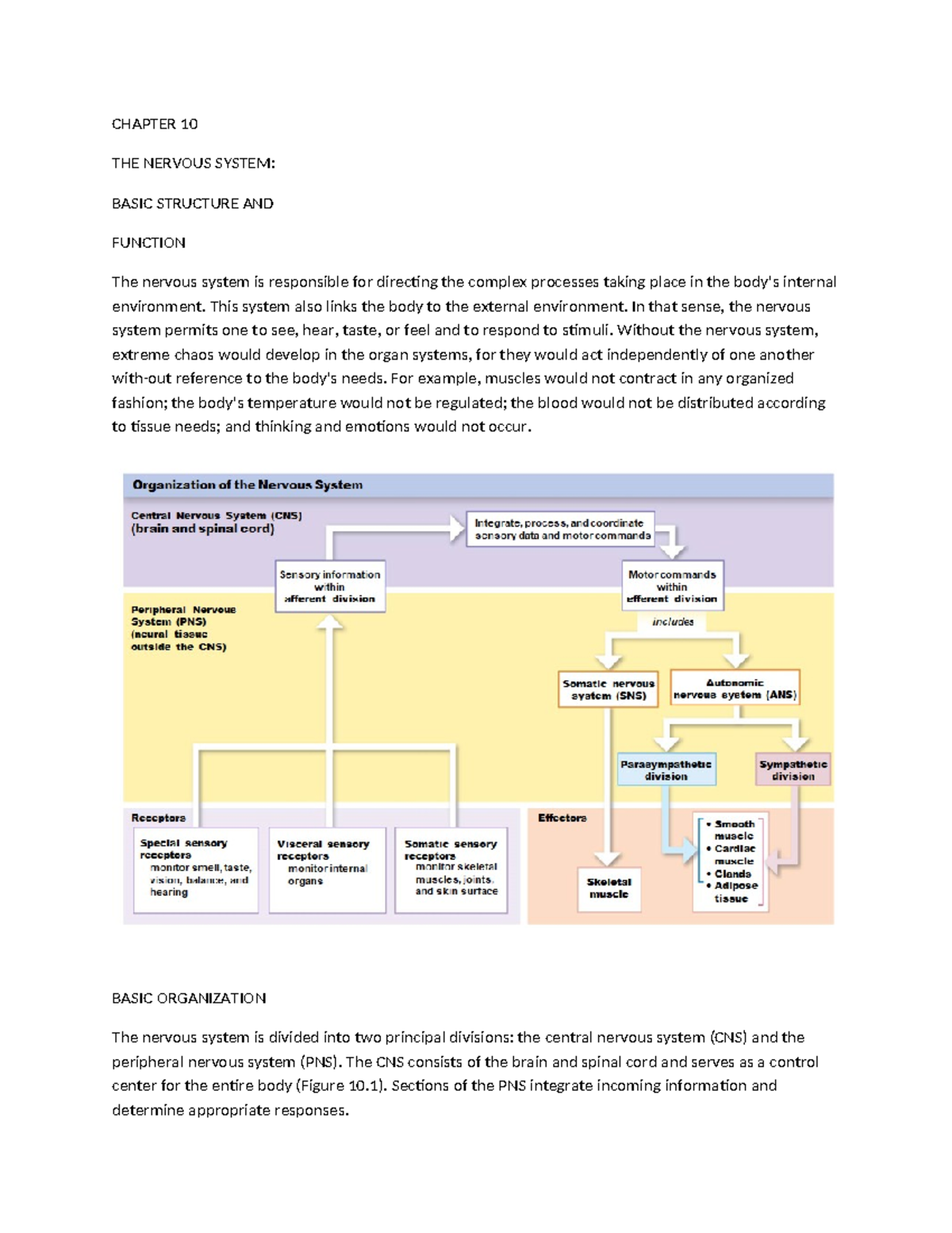 10. THE Nervous System Basic Structure AND Function - CHAPTER 10 THE ...