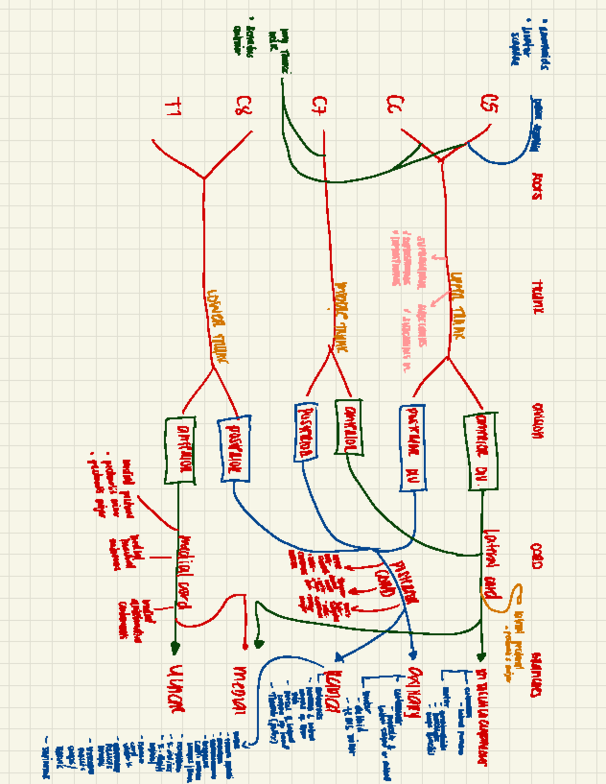 Brachial Plexus - Human Anatomy and Physiology with Pathophysiology ...