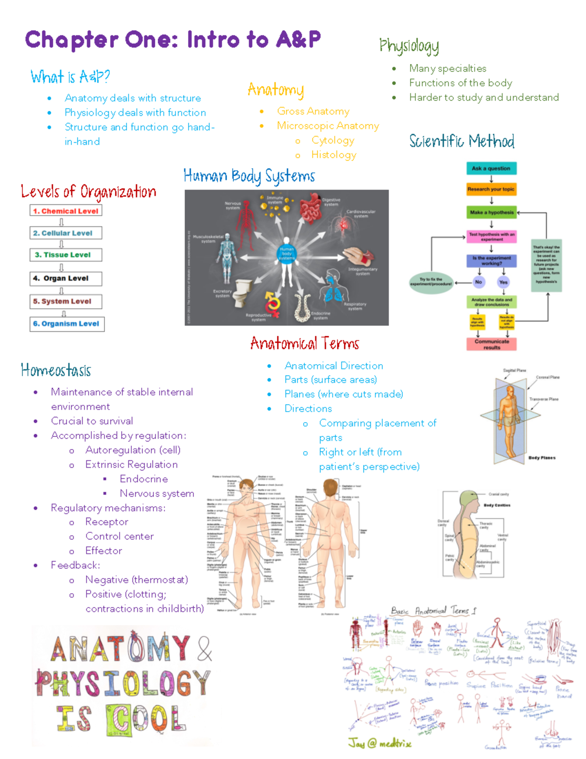 Exam #1 Review Notes - BIOL 2401 - Chapter One: Intro to A&P What is A ...