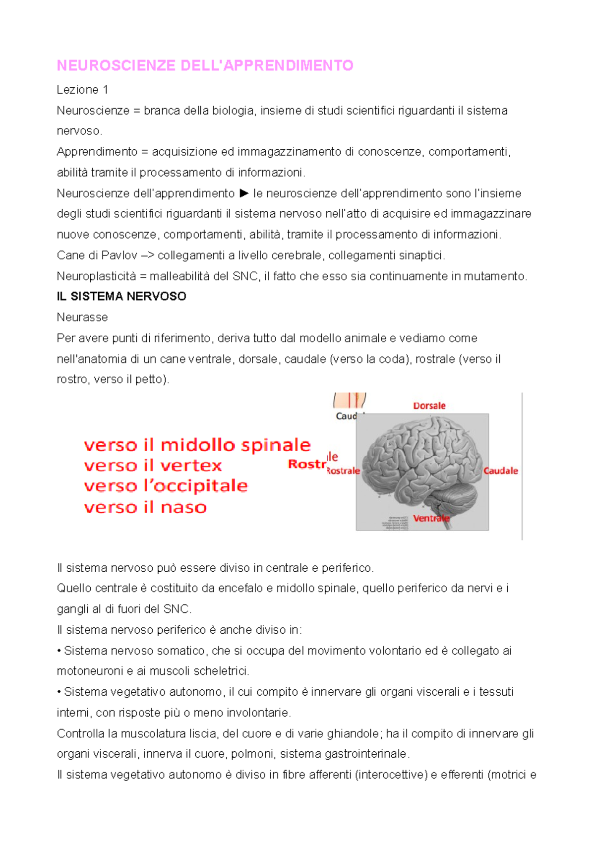 Lezione 1 - Il Sistema Nervoso - NEUROSCIENZE DELL'APPRENDIMENTO ...