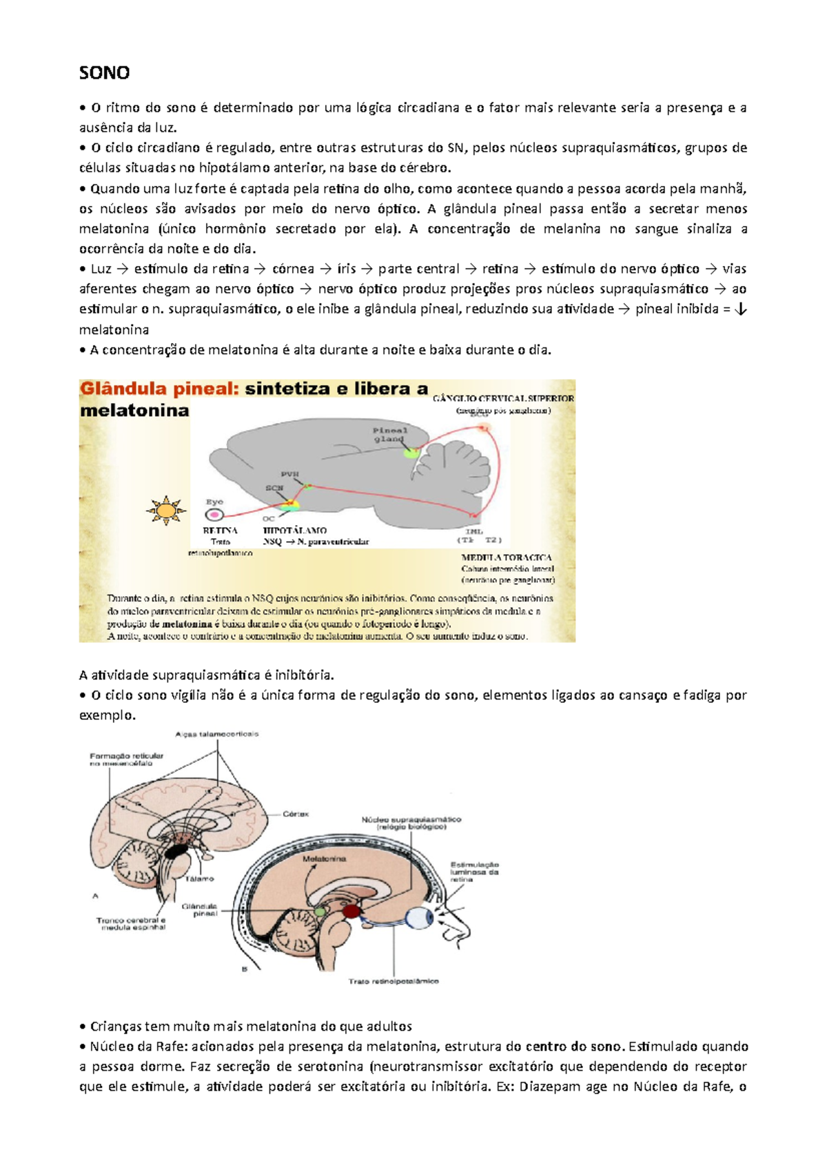 SONO - Resumo sobre a fisiologia do sono humano - SONO O ritmo do sono ...