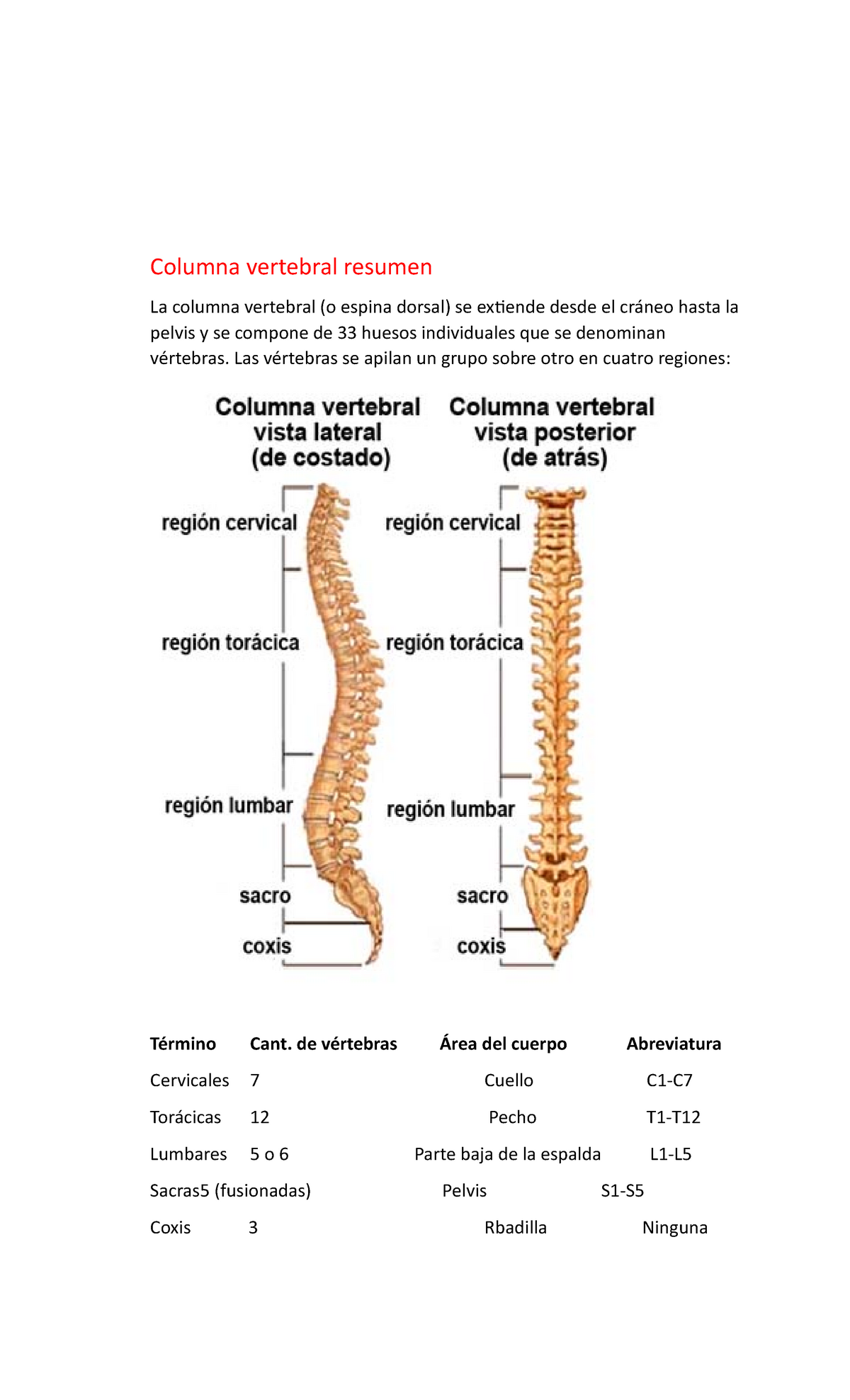 Columna vertebral resumen Las vértebras se apilan un grupo sobre otro en cuatro regiones