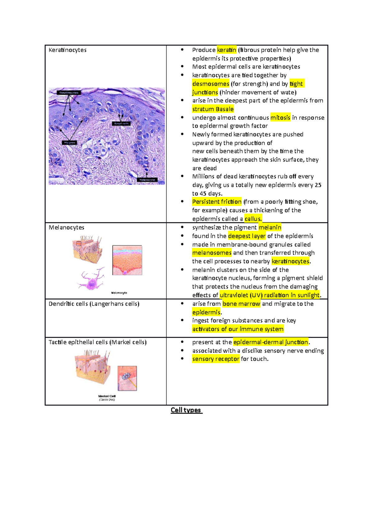 Skin chapter bio1 Keratinocytes Produce keratin (fibrous protein help give the epidermis its