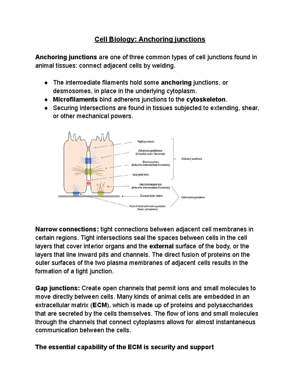 Cell Biology Anchoring junctions - Cell Biology: Anchoring junctions ...