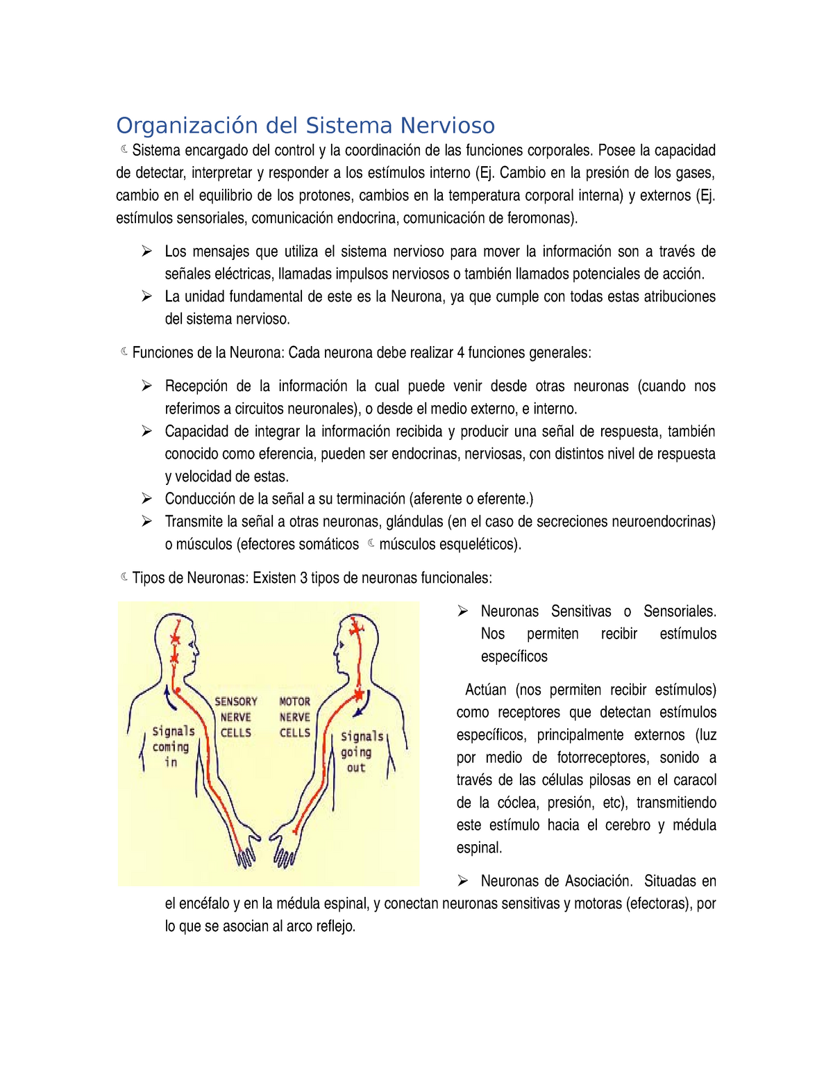 Organizacion Del Sistema Nervioso Fisiologia Studocu